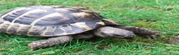 Hermann Tortoise reptiles for sale: Hermann Male tortoise  - Advert 1