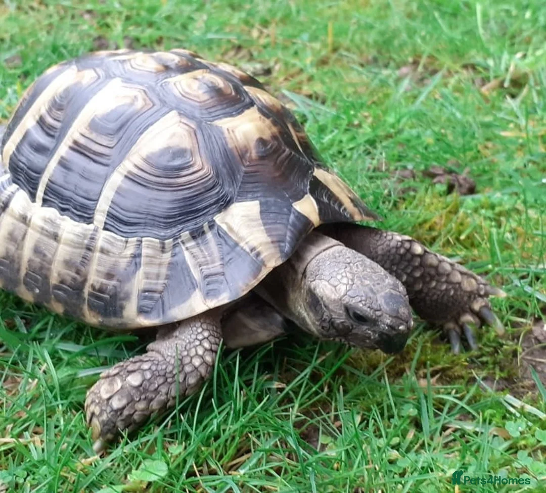 Hermann Tortoise reptiles for sale: Hermann Male tortoise  - Advert 1