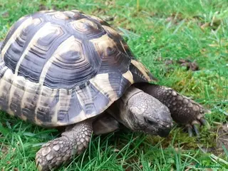 Hermann Tortoise reptiles Hermann Male tortoise - Advert 1