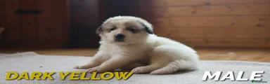 Pyrenean Mountain Dog 2 - Dark Yellow