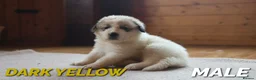 Pyrenean Mountain Dog dogs for sale: Adorable Puppies, Looking For Forever Homes! - Advert 14
