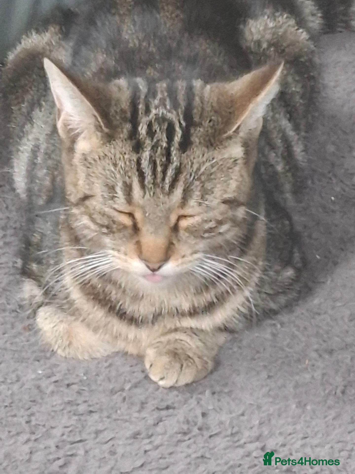 Mixed Breed cats for sale: Black female kitten - Advert 18