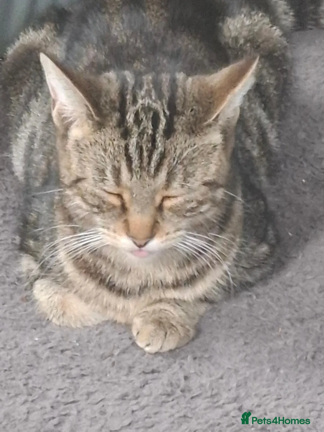 Mixed Breed cats for sale: Black female kitten - Advert 1