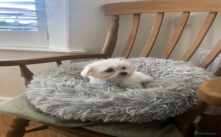 Maltese dogs - Advert 2