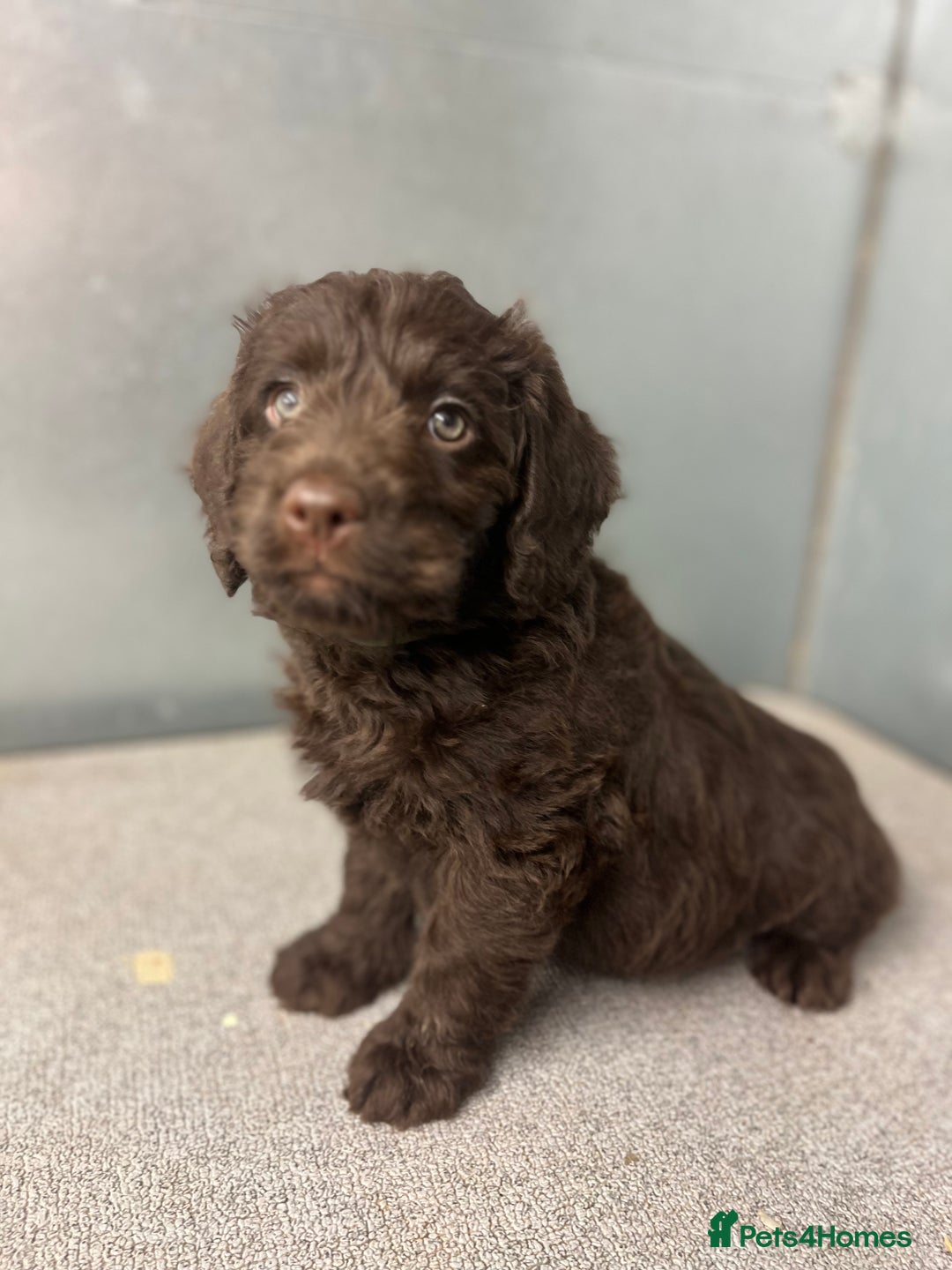 Miniature Poodle dogs for stud: Blue Merle, Chocolate carrier, Miniature stud in Newcastle - Advert 18