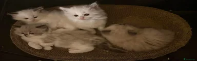 Ragdoll 4