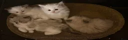 Ragdoll cats for sale: 5 BEAUTIFUL RAGDOLL GIRLS - Advert 3