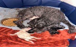 Cockapoo dogs for sale: Stunning Cockapoo Pupppies - Image 5