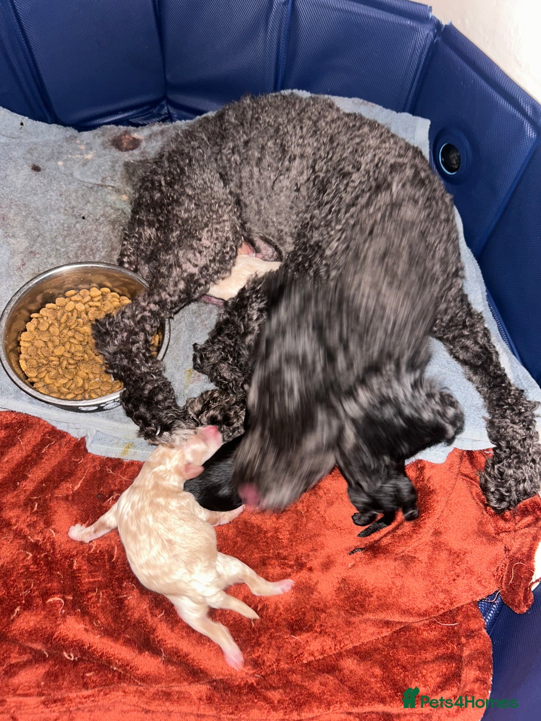 Cockapoo dogs for sale: Stunning Cockapoo Pupppies - Image 5