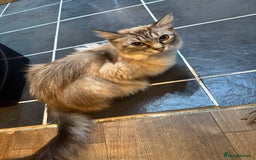 Mixed Breed cats for sale: 2 black half ragdoll kittens - Image 13