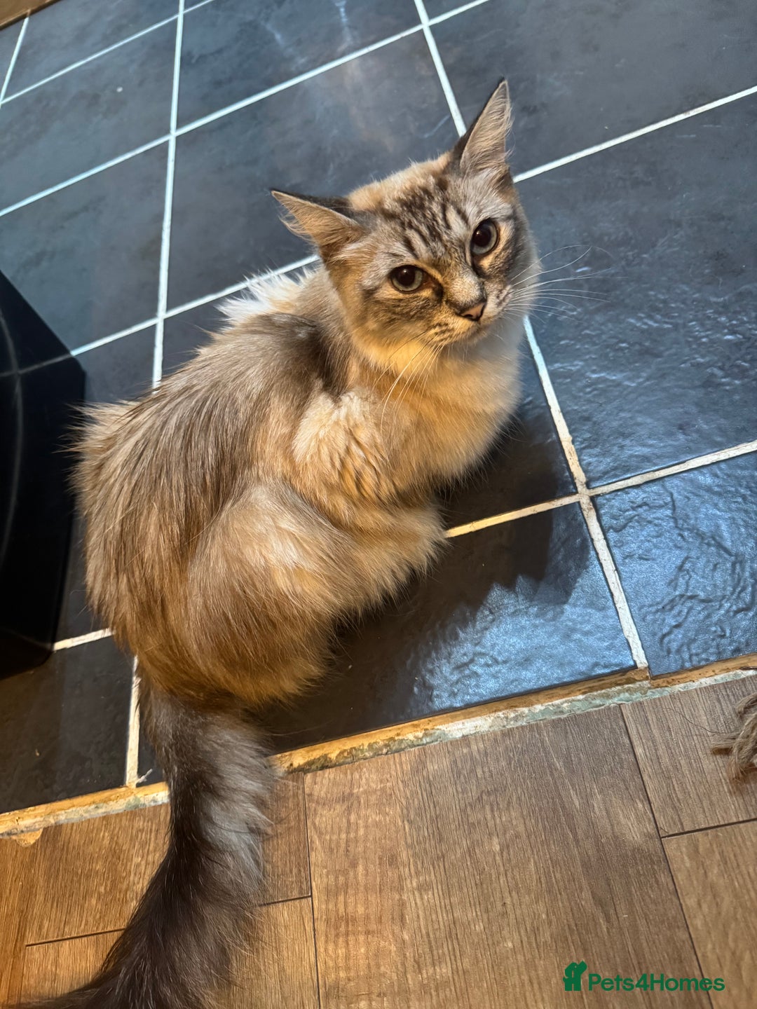 Mixed Breed cats for sale: 2 black half ragdoll kittens - Image 13