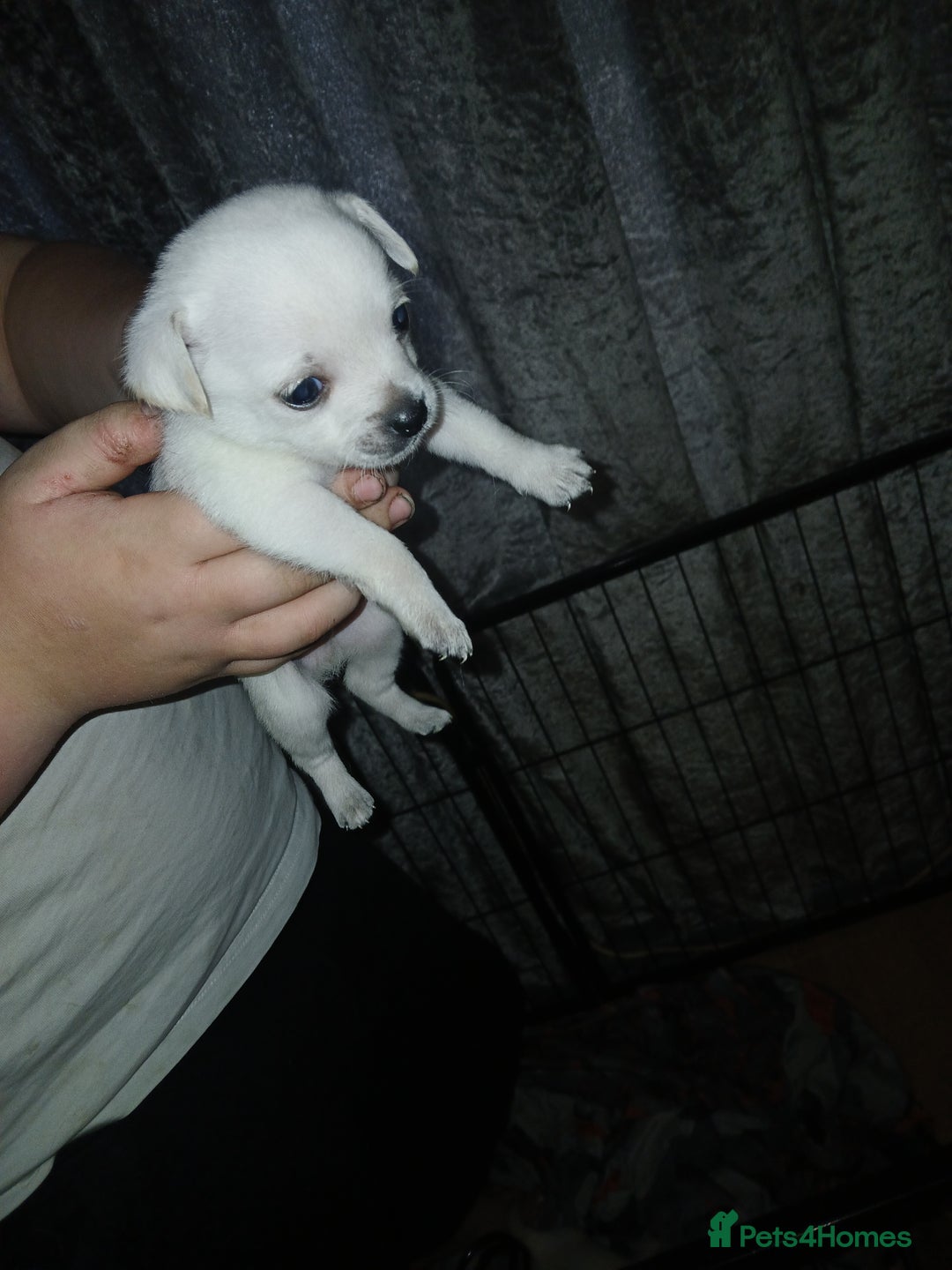 Mixed Breed dogs for sale: Jackawawas  - Image 24