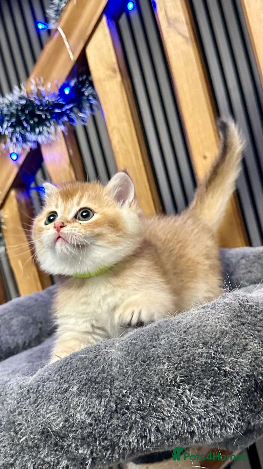 British Shorthair cats for sale: Fully pedigree kittens - Advert 19