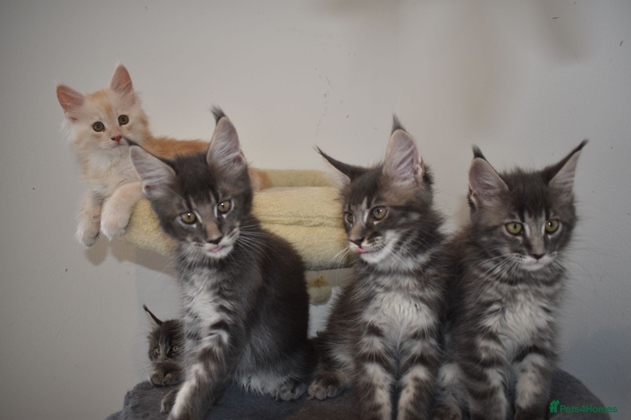 Maine Coon cats Amazing TICA registered kittens - Advert 3