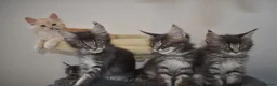 Maine Coon cats for sale: READY FOR COLLECTION  TICA registered kittens - Advert 1