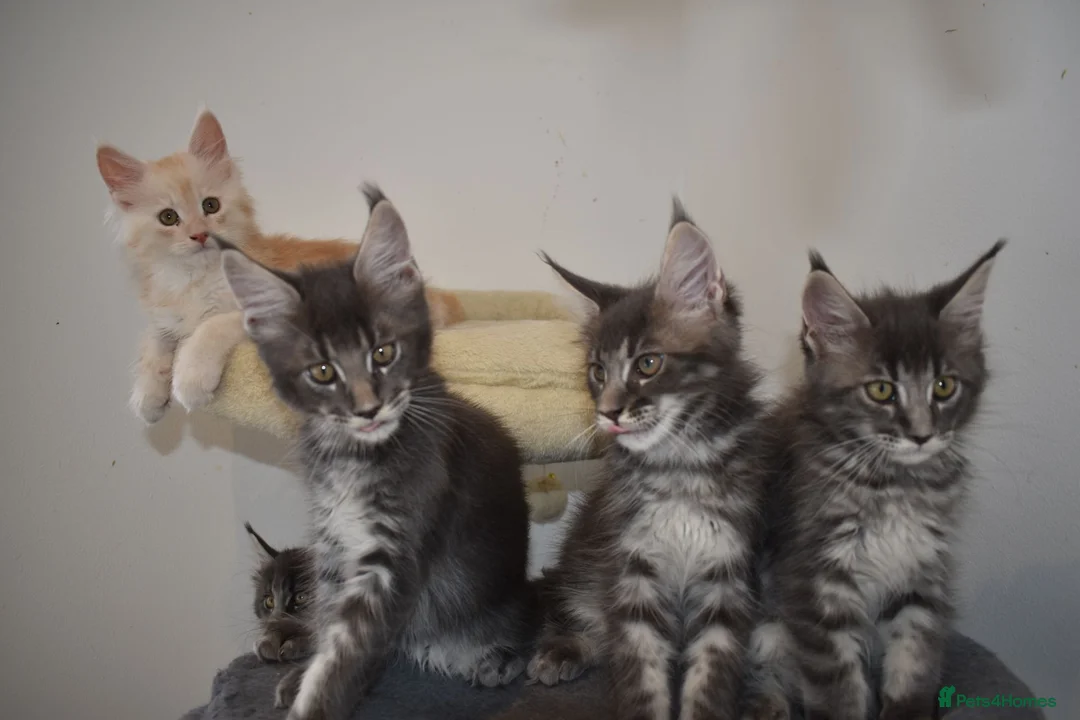 Maine Coon cats for sale: READY FOR COLLECTION  TICA registered kittens - Advert 1