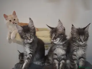Maine Coon cats Amazing TICA registered kittens - Advert 3