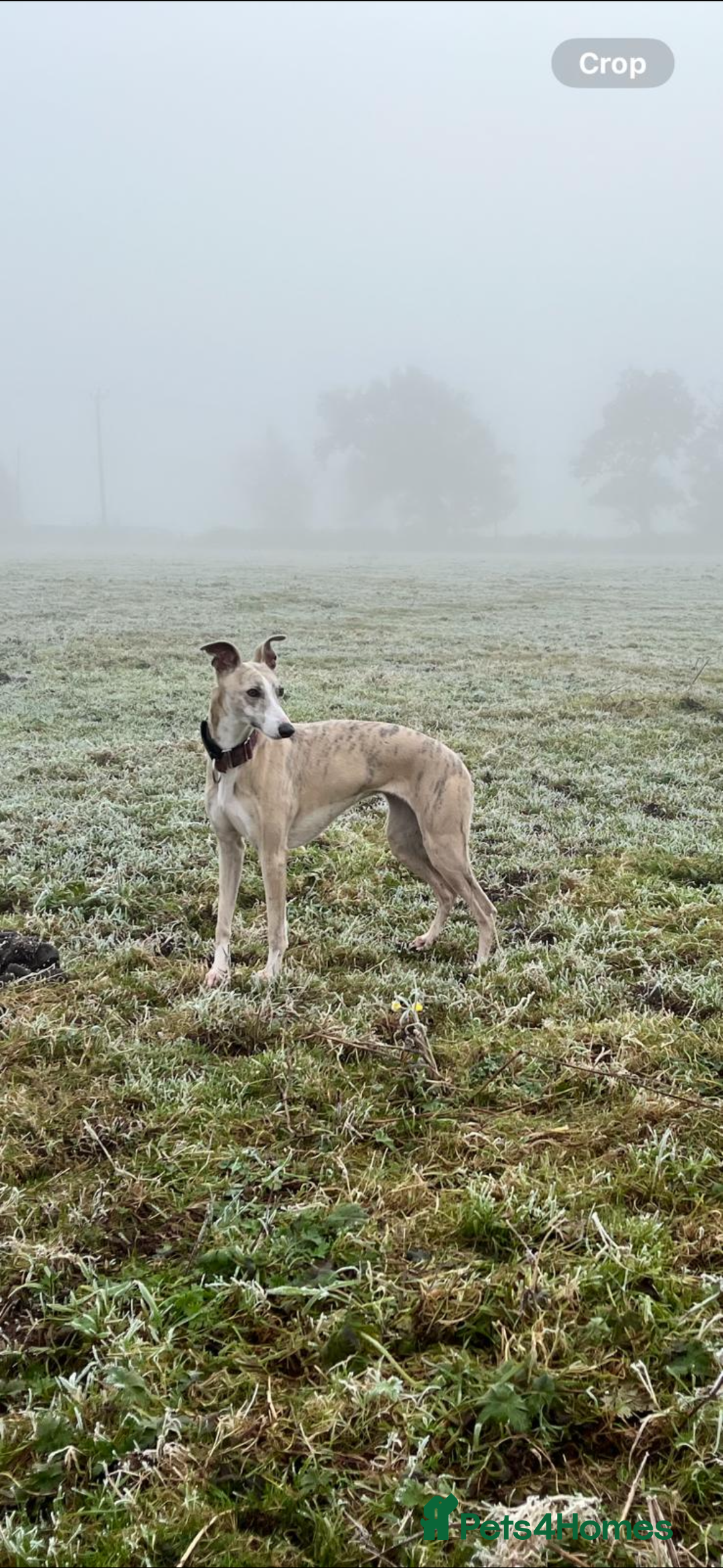 Whippet dogs for sale: Stunning KC registered whippet puppy’s  - Advert 13