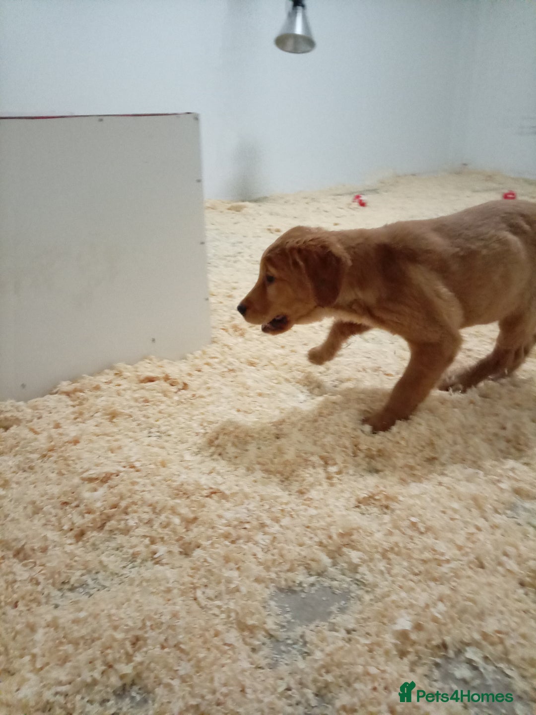 Golden Retriever dogs for sale: Kc registered golden retrievers from working lines - Advert 16
