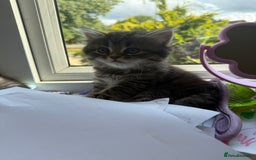 Persian cats for sale: Persian BSH kittens ready next weekend - Image 12