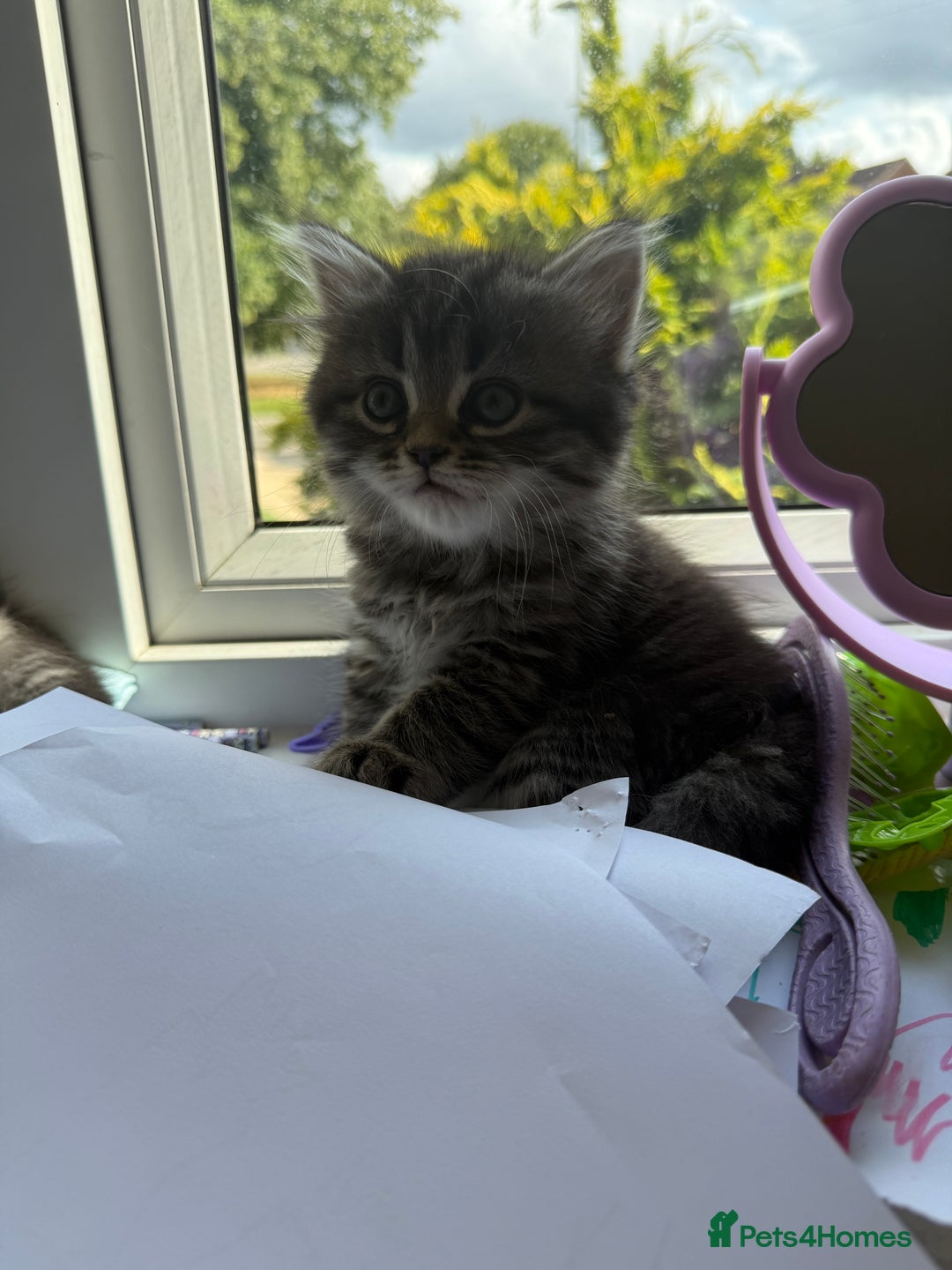 Persian cats for sale: Persian BSH kittens ready next weekend - Image 12