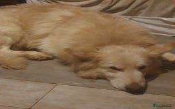 German Shepherd dogs for sale: Stunning white puppy 6 months old ready now in Horsham - Image 27