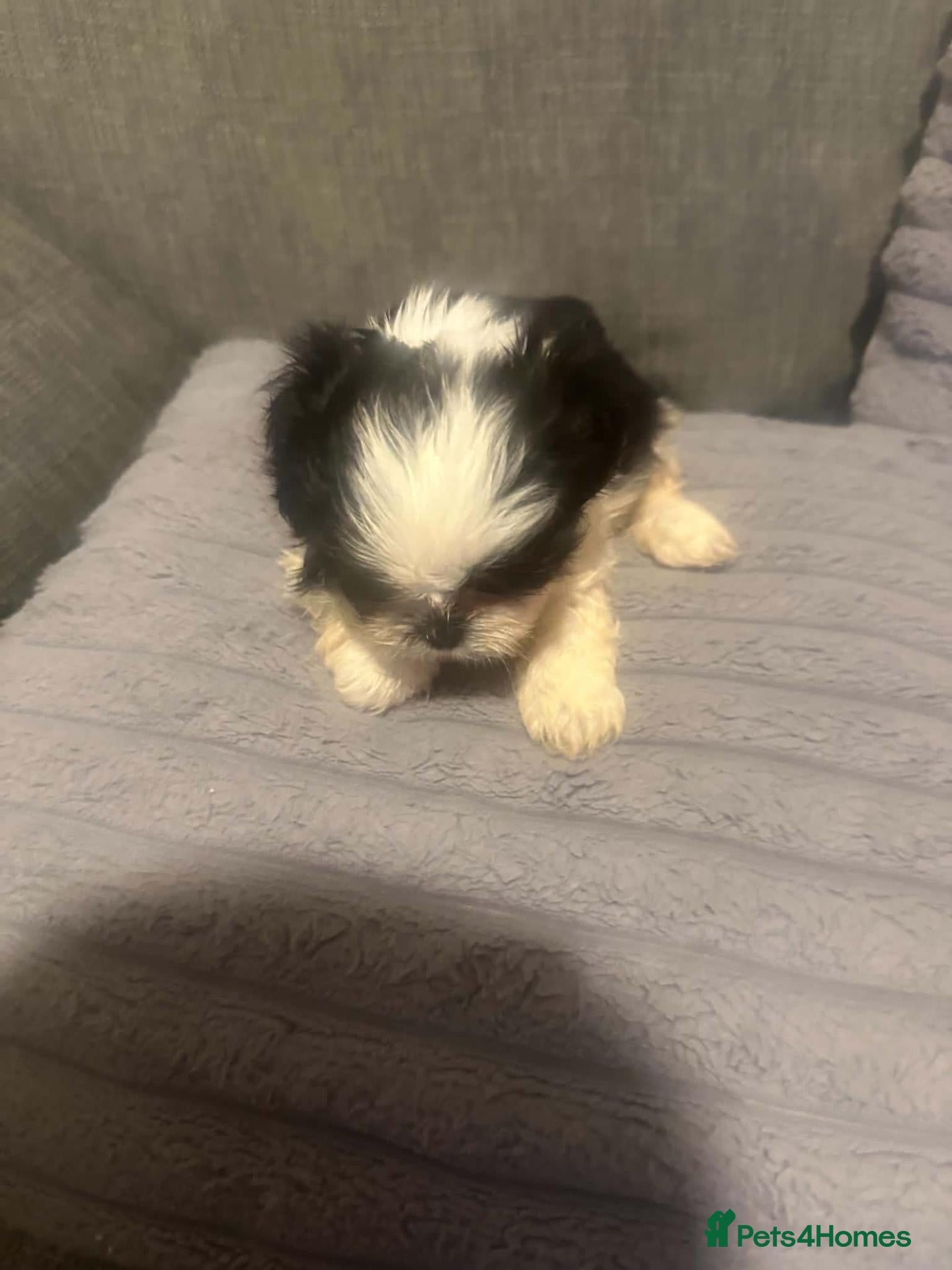 Shih Tzu dogs Shih tzu - Advert 1