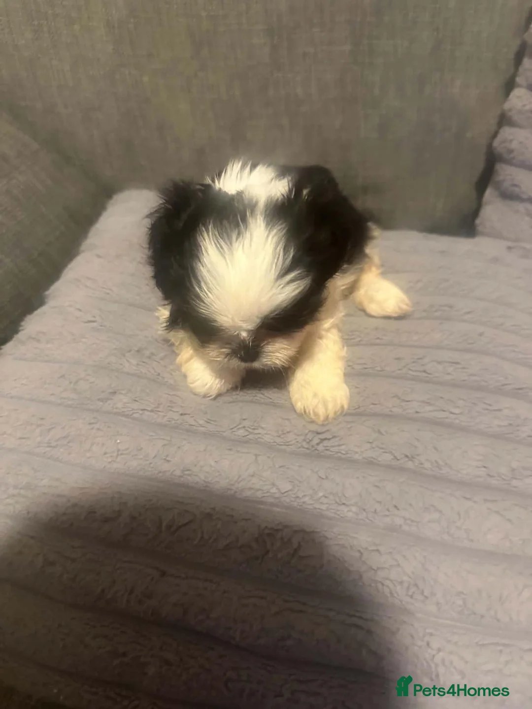 Shih Tzu dogs for sale: Shih tzu in Manchester - Advert 1