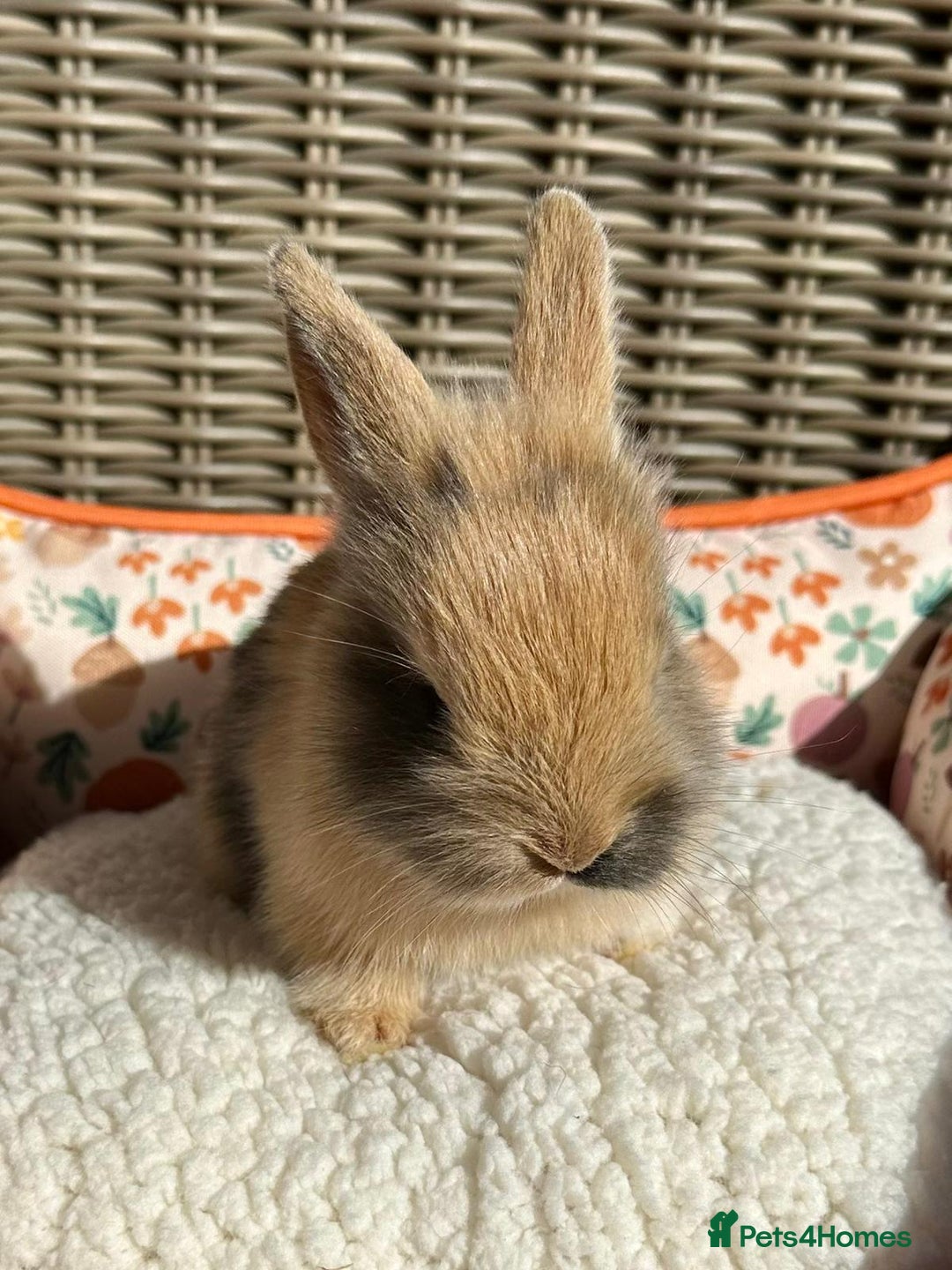 Mixed Breed rabbits for sale: Baby Bunnies - Image 2