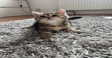 British Shorthair cats - Advert 9