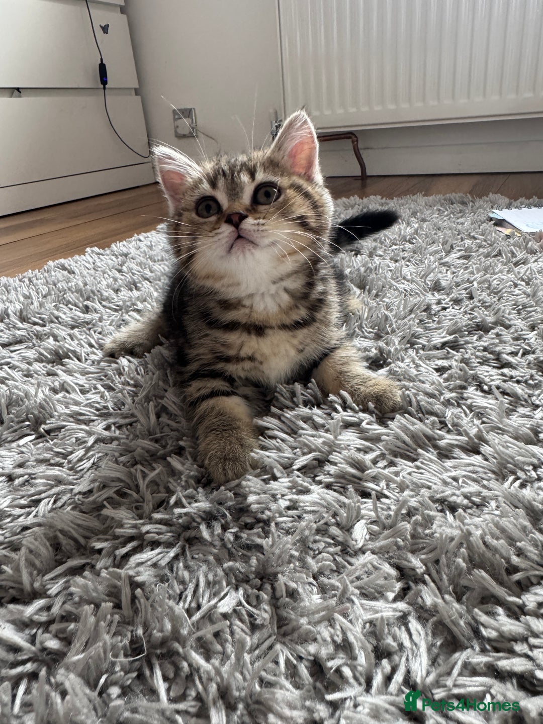 British Shorthair cats for sale: 5 Adorable British Shorthair Kittens - Image 20