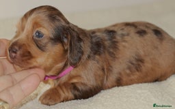 Miniature Dachshund dogs for sale: 5StarsLicensed+LongHaired+KC+PRAClear+VetChecked - Image 27