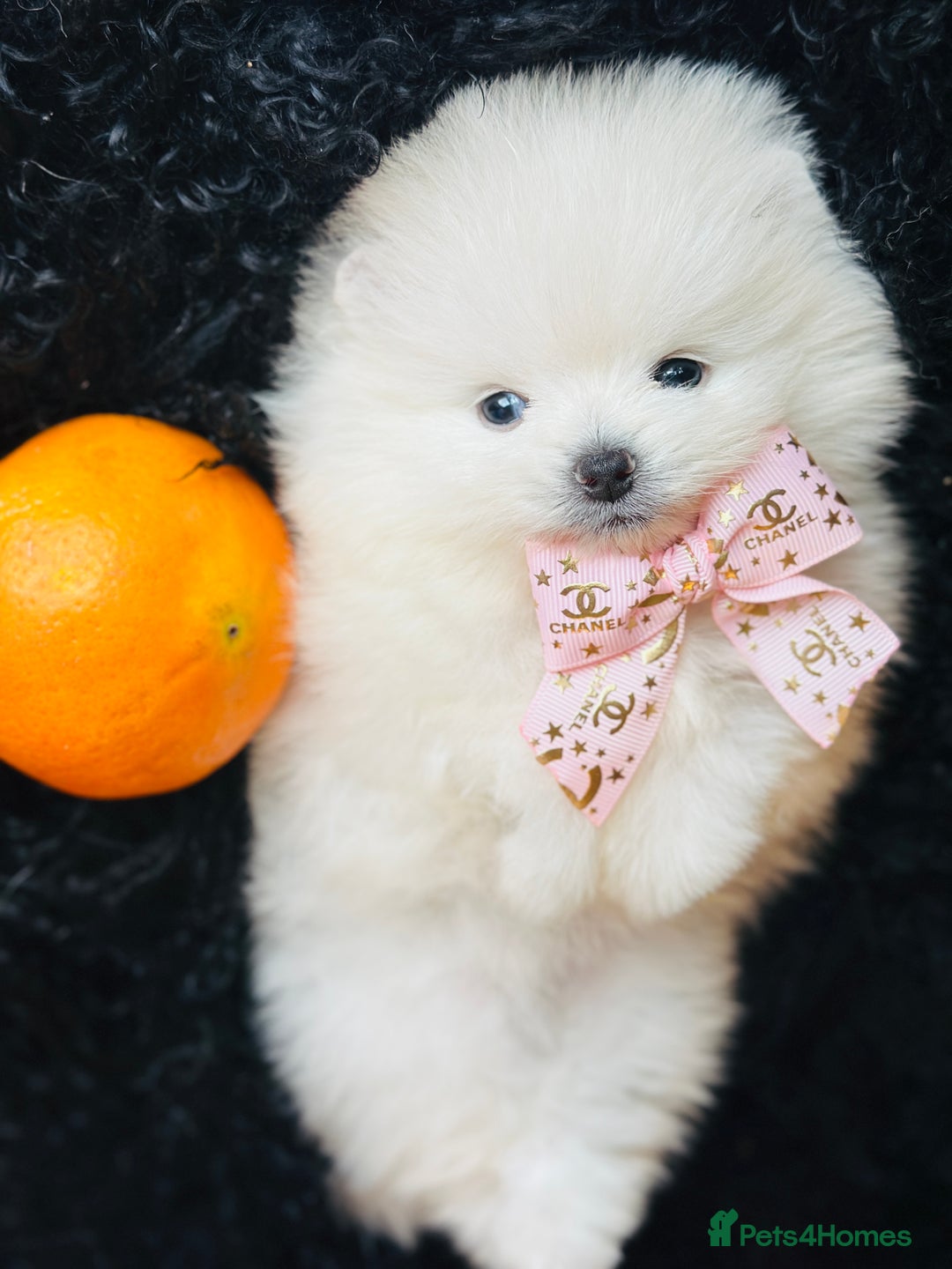 Pomeranian dogs for sale: KC white pomeranians  for reservation!  - Advert 9