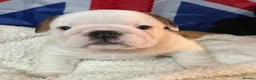 English Bulldog dogs for sale: English bulldog gorgeous pups kc registered  - Advert 17