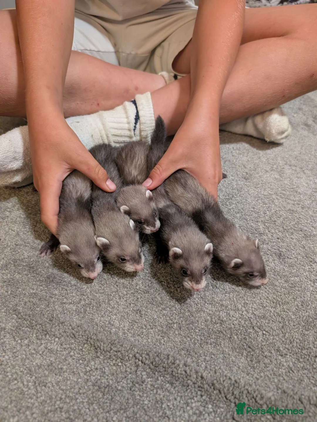 Ferret rodents for sale: Lovely ferret kits in Witney - Advert 3