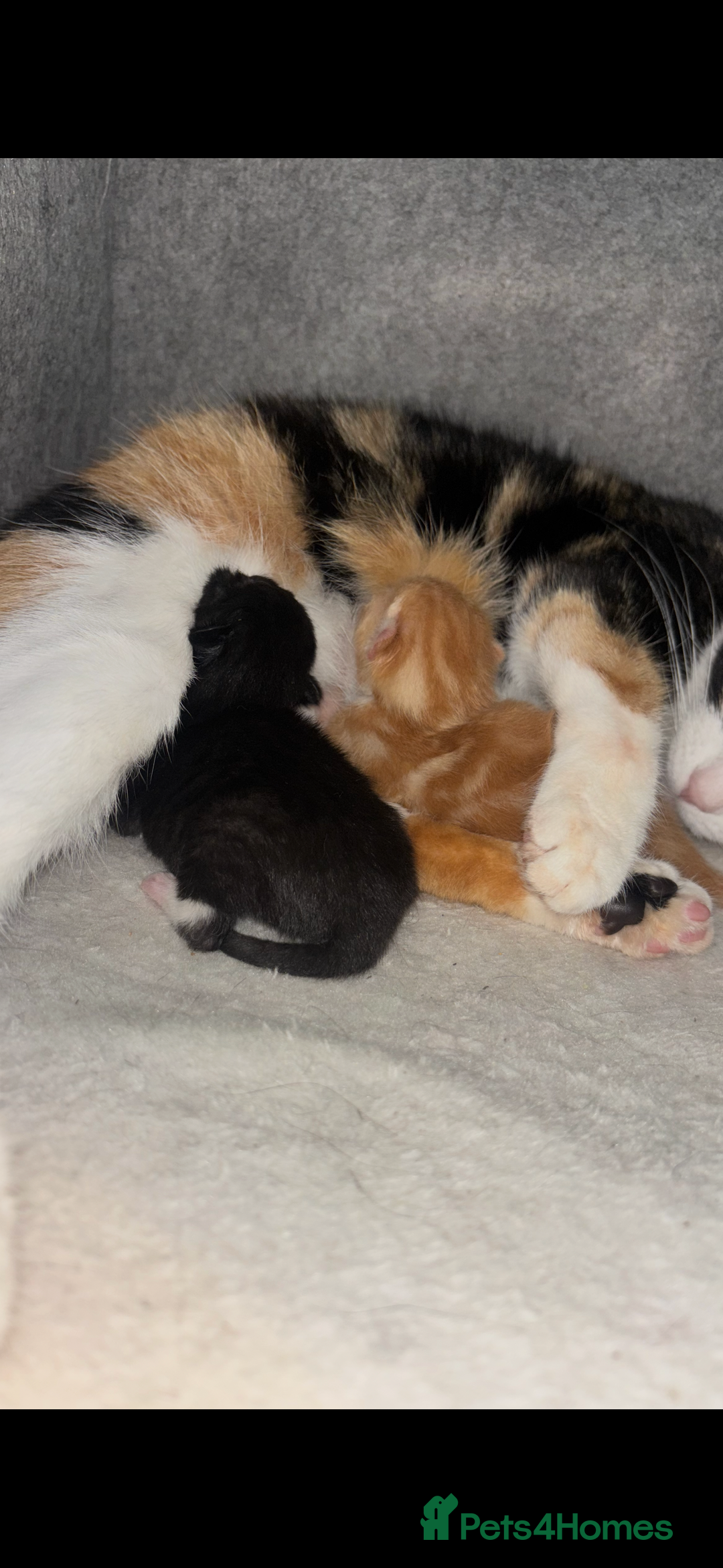 Domestic Shorthair cats for sale: 2 male kittens - Advert 1