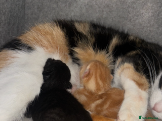 Domestic Shorthair cats 2 male kittens - Advert 17