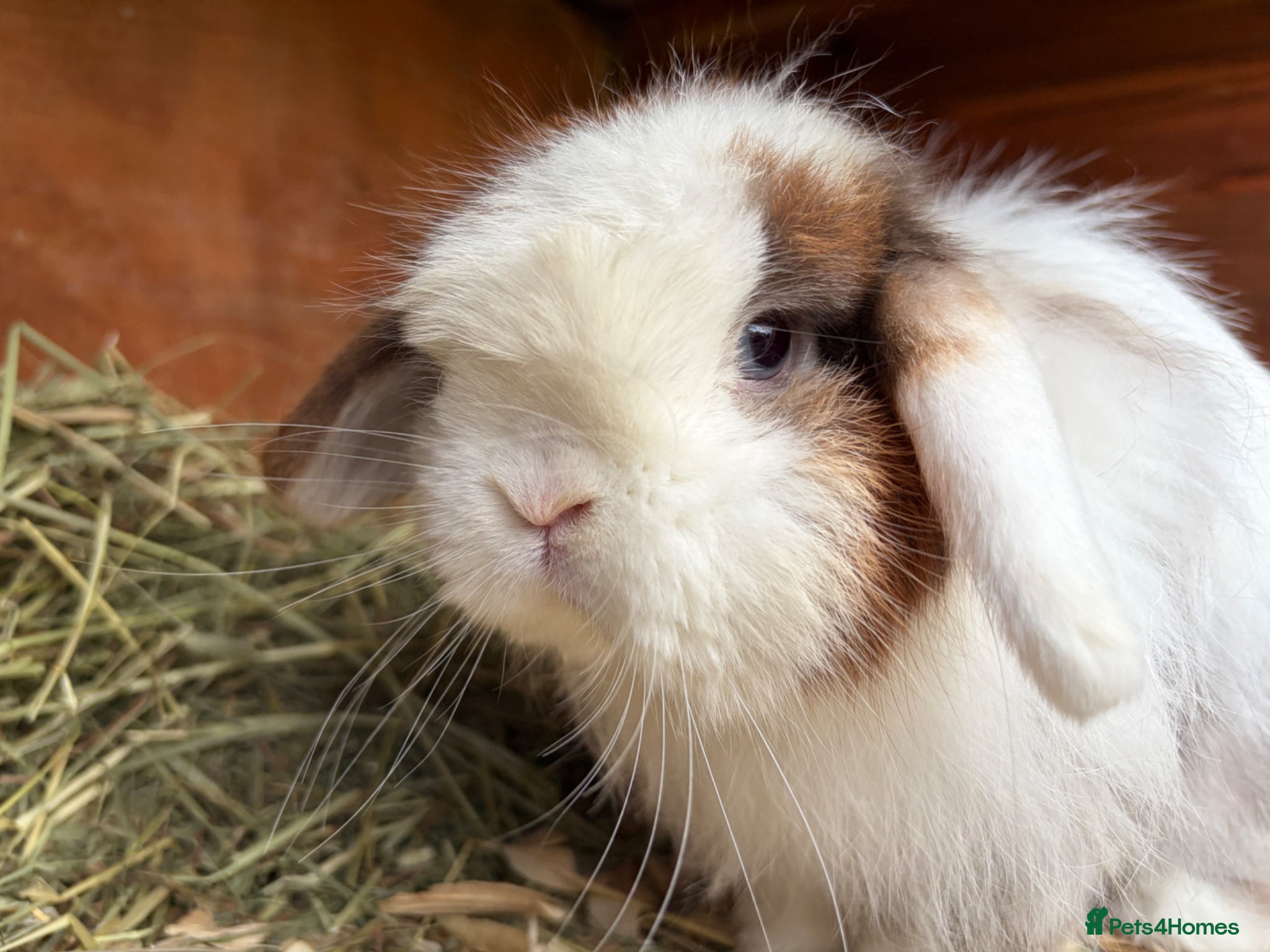 Cashmere Lop rabbits Male cashmere lop - Advert 17