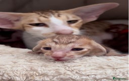 Oriental cats for sale: Stunning cinnamon spotted pedigree boy - Image 2