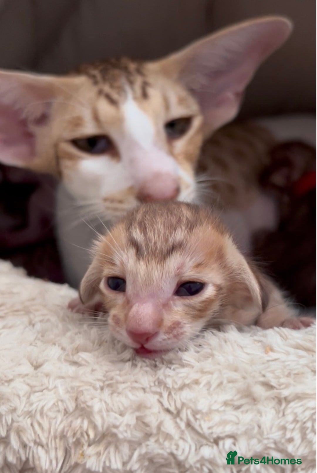 Oriental cats for sale: Stunning cinnamon spotted pedigree boy - Image 2