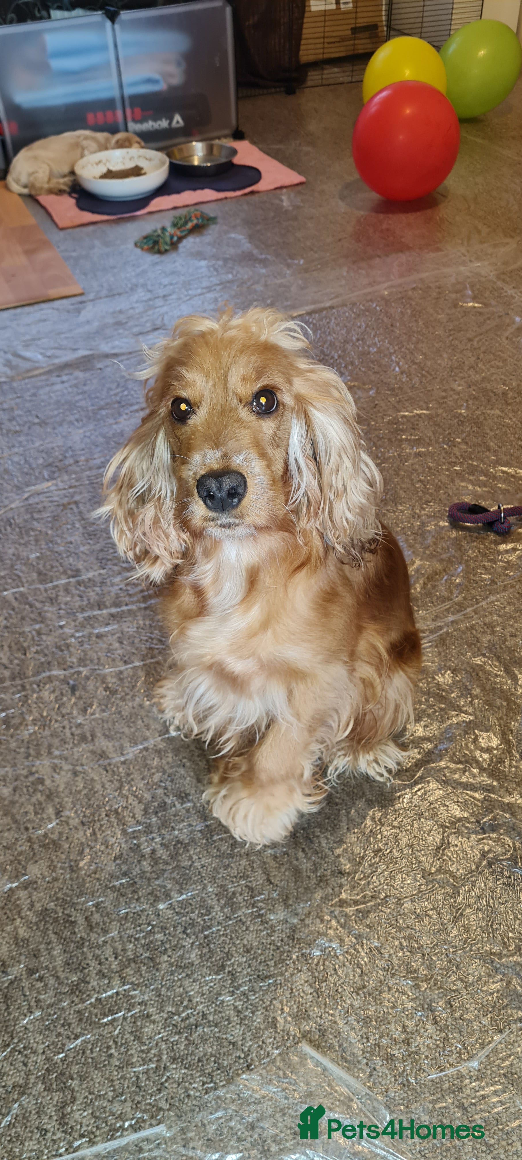 American Cocker Spaniel dogs Cocker Spaniel puppies for sale - Advert 1