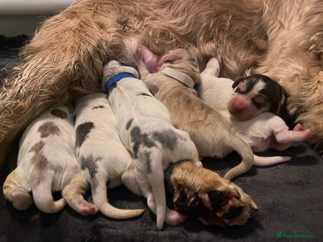 Cocker Spaniel dogs for sale: Stunning Litter of Show Cocker Spaniels  - Advert 5