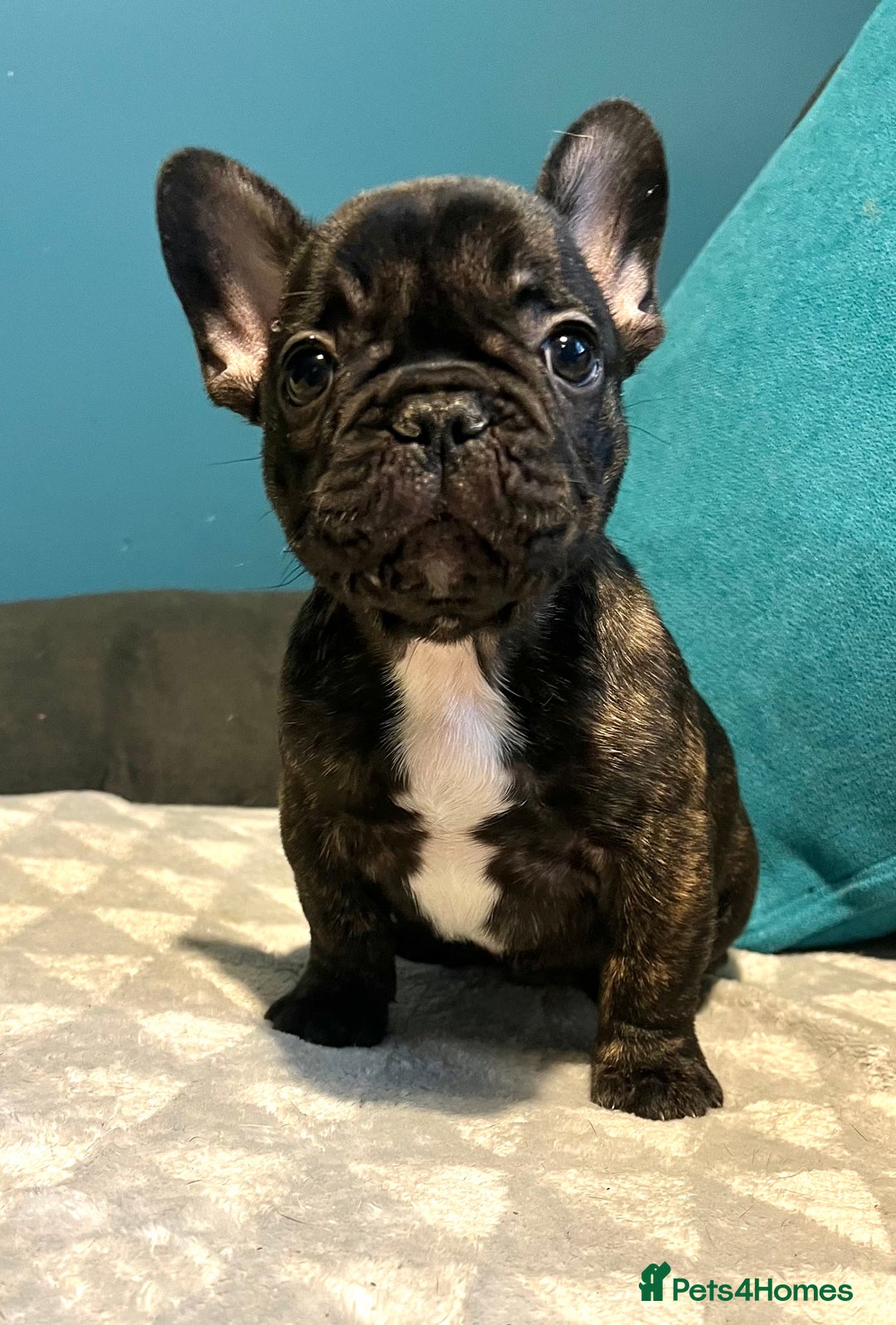 French Bulldog dogs for sale: Standard French bulldogs  - Image 30