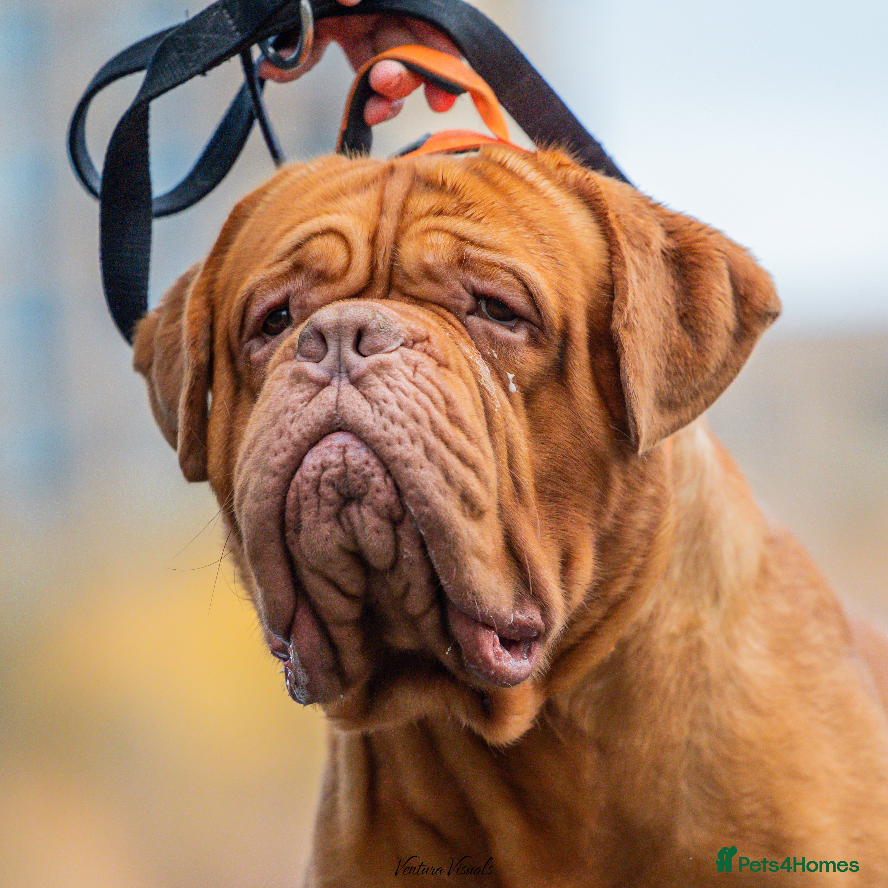 Dogue De Bordeaux dogs Dogue De Bordeaux Stud(fertility work Included) in London - Advert 2