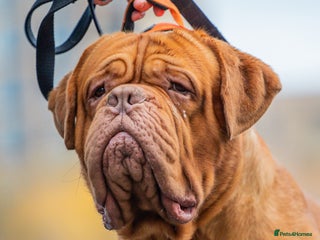 Dogue De Bordeaux dogs in London - Advert 2