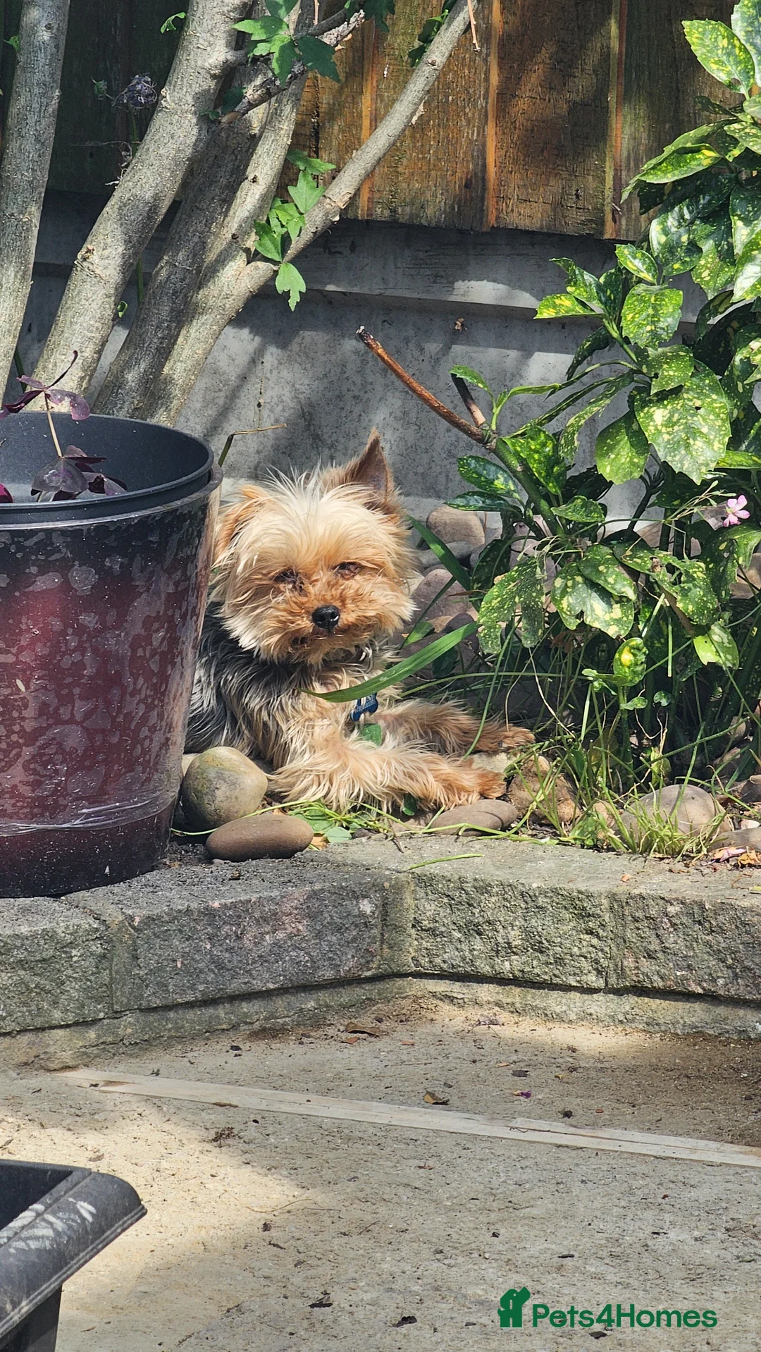 Yorkshire Terrier dogs for sale: Yorkshire Terrier boy for sale in Barking - Advert 6