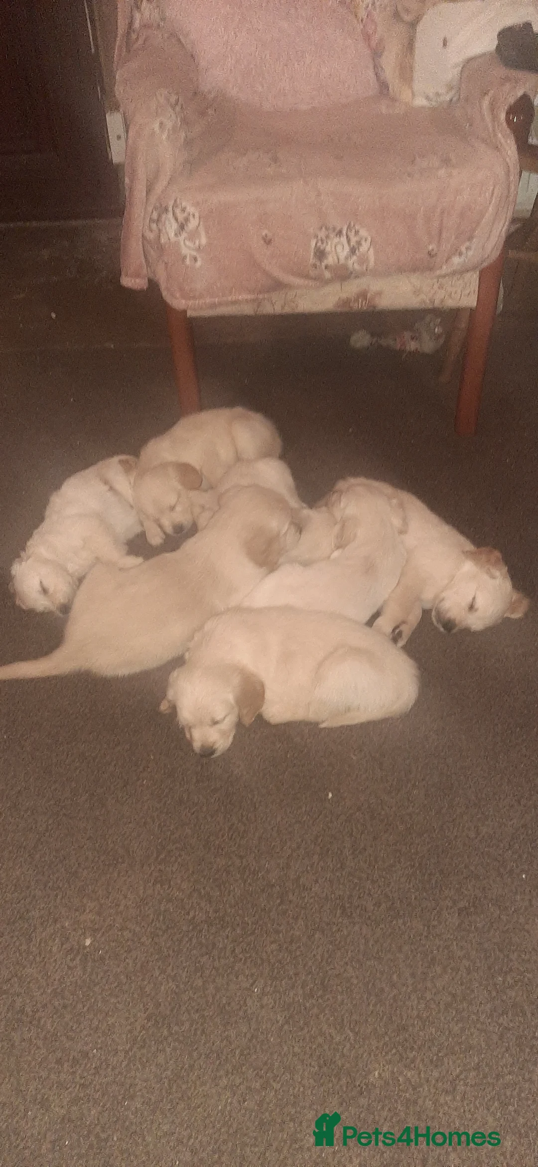 Golden Retriever dogs for sale: Beautiful KC reg cream golden retriever puppies - Advert 13