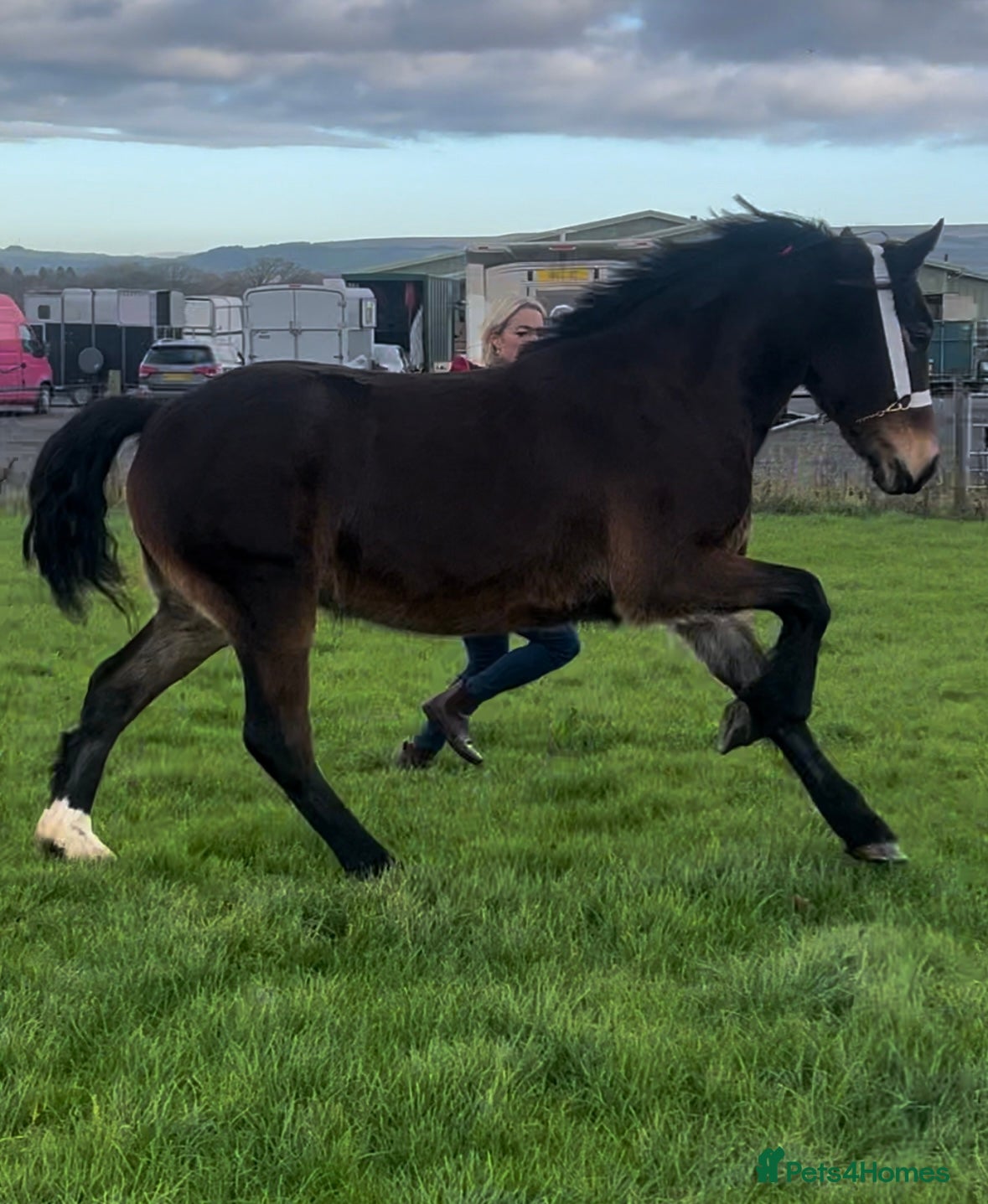 Welsh Section D horses Chunky dark bay section d filly - Advert 3