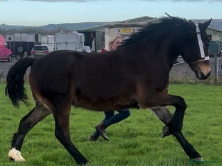 Welsh Section D horses Chunky dark bay section d filly - Advert 1