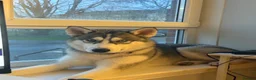 Siberian Husky dogs for stud: 🐾Handsome Blue-Eyed Siberian Husky Stud🤍 in Glasgow - Advert 9